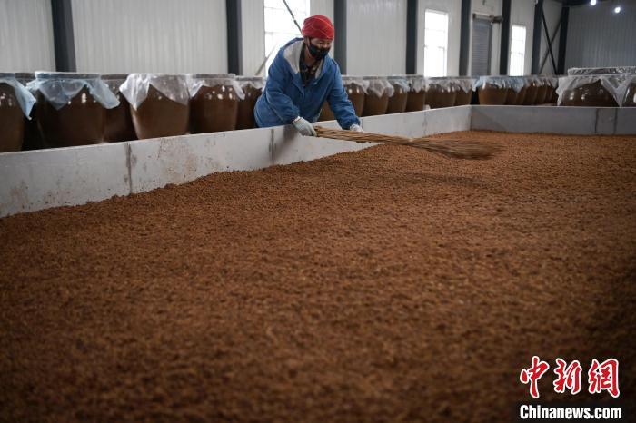 圖為5月10日，工作人員整理鋪撒的酒醅。九美旦增　攝