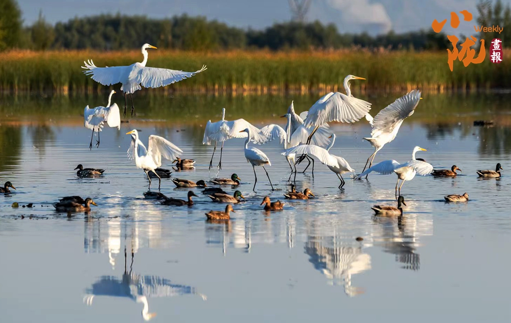 張掖 春風(fēng)拂柳繪春意 水鳥(niǎo)翩躚濕地美