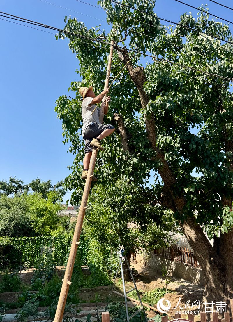 什川古梨園果農(nóng)魏至玉正踩著蜈蚣梯修剪自家的百年梨樹(shù)。人民網(wǎng)記者 焦隆攝