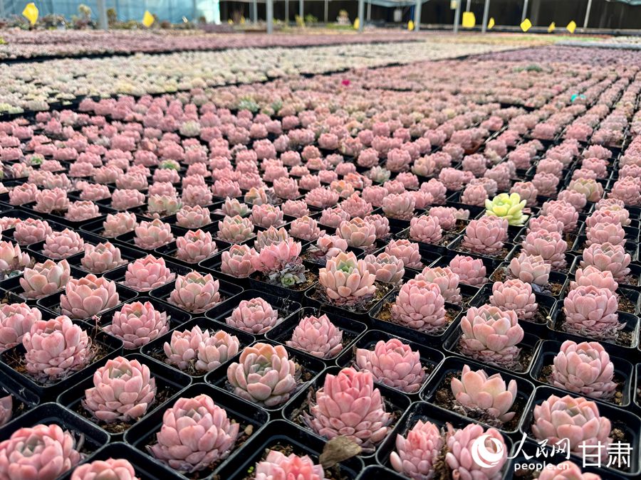 蘭州鑫源現(xiàn)代農(nóng)業(yè)休閑觀光旅游景區(qū)多肉大棚。人民網(wǎng)記者 焦隆攝