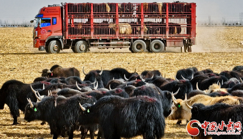 隴拍客丨張掖：“候鳥式”借牧實(shí)現(xiàn)農(nóng)牧雙贏